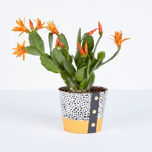 Spores Design Plant Pot Cover